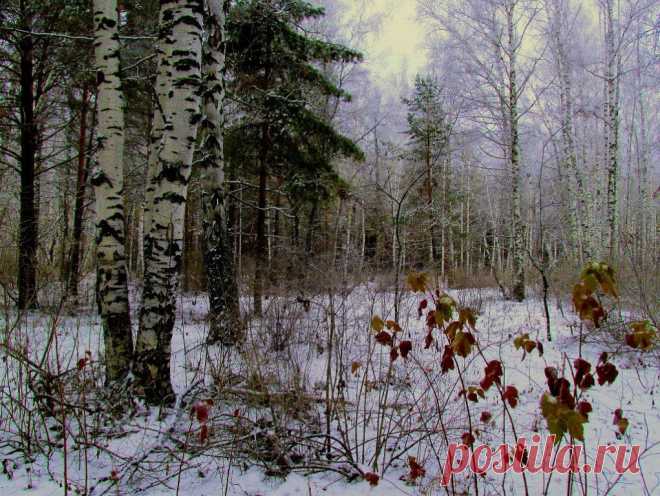 ФОТОМАСТЕРСКАЯ ПРИРОДЫ
Валентина Кобцева