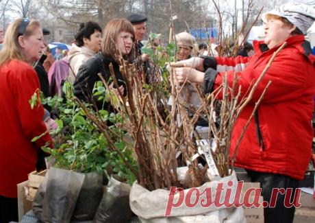 Вот по какому признаку можно выбрать самый морозостойкий саженец
Мало кто знает, но на рынке можно без особого труда выбрать самые морозостойкие саженцы просто по цвету коры. Так, самыми морозостойкими сортами яблони будут те, у которых кора светлосоломенного цвет…