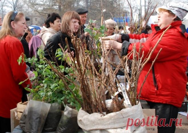 Вот по какому признаку можно выбрать самый морозостойкий саженец 
Мало кто знает, но на рынке можно без особого труда выбрать самые морозостойкие саженцы просто по цвету коры. Так, самыми морозостойкими сортами яблони будут те, у которых кора светлосоломенного цвет…
