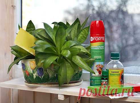 Вредители комнатных растений на Supersadovnik.ru