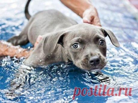 Ты же мой хороший!...