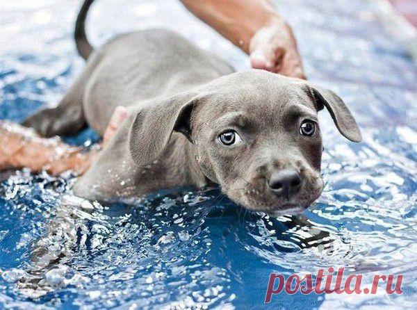 Ты же мой хороший!...