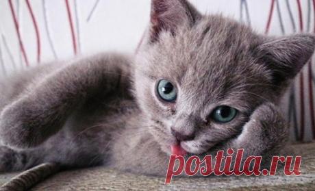 Умилительные коты Также как невозможно удержаться, чтобы не засунуть коту палец в пасть пока он зевает, точно также невозможно оторваться от милых котиков с языками наружу. Казалось бы, что такого умилительного во внеш...