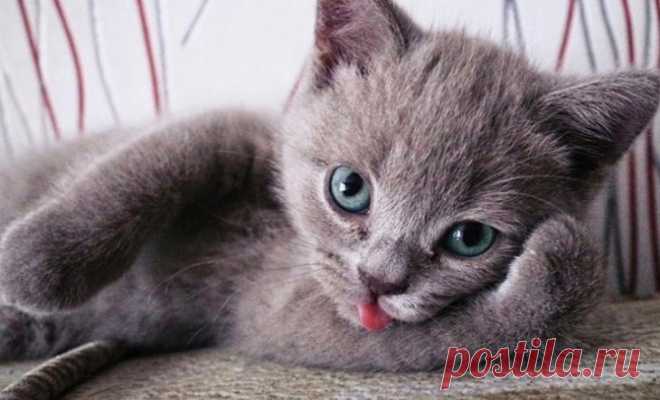 Умилительные коты Также как невозможно удержаться, чтобы не засунуть коту палец в пасть пока он зевает, точно также невозможно оторваться от милых котиков с языками наружу. Казалось бы, что такого умилительного во внеш...