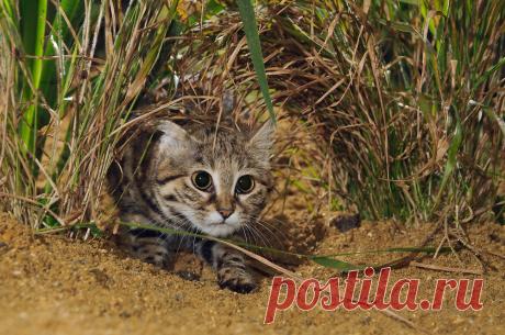 Черноногая кошка (Felis nigripes) | Терри Уиттакер Фотография