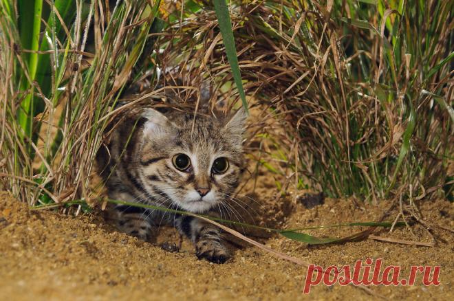 Черноногая кошка (Felis nigripes) | Терри Уиттакер Фотография