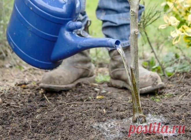 Как можно поливать саженцы плодовых деревьев после посадки? Это приспособление в разы ускоряет доставку воды и питательных веществ к корням молодых деревьев. В итоге деревца быстро приживаются и «становятся на ноги».