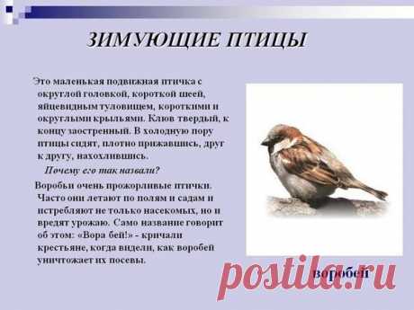 Зимующие птицы