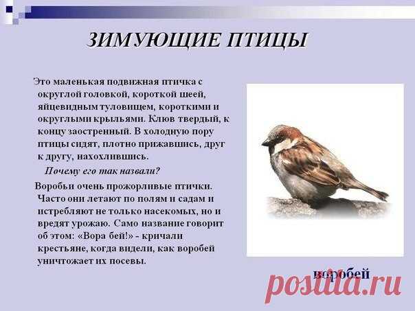 Зимующие птицы