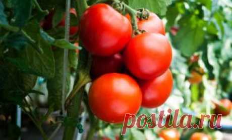 Сорта томатов. Посадка и уход за томатами, вредители и болезни