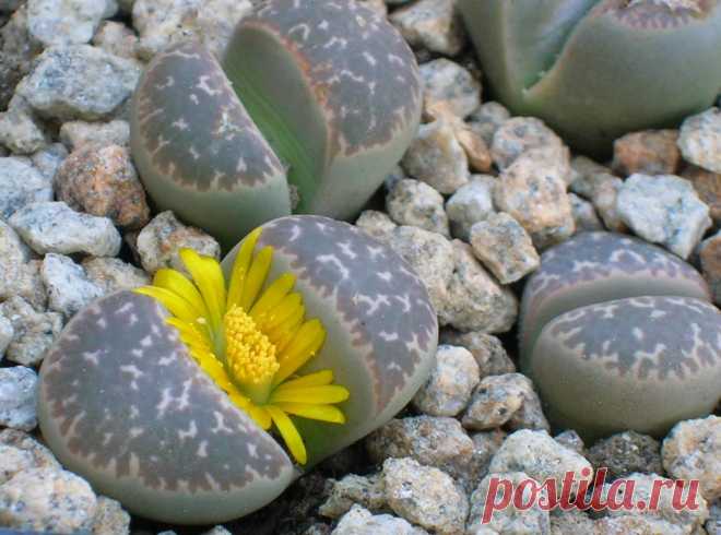 Литопсы — «живые камушки». Настоящее чудо Земли Литопсы неспроста называют «живыми камнями». Английский ботаник Бурчелл, впервые открывший это растение в 1811 году, путешествуя по пустынной области Большого Карро, однажды решил отдохнуть и присел рядом с кучкой гальки. При внимательном рассмотрении среди этих камней он обнаружил растения, которые формой и рисунком почти полностью соответствовали гальке. Так был открыт литопс турбиниформис. Слово «Литопс» произошло из двух греческих слов «камень»