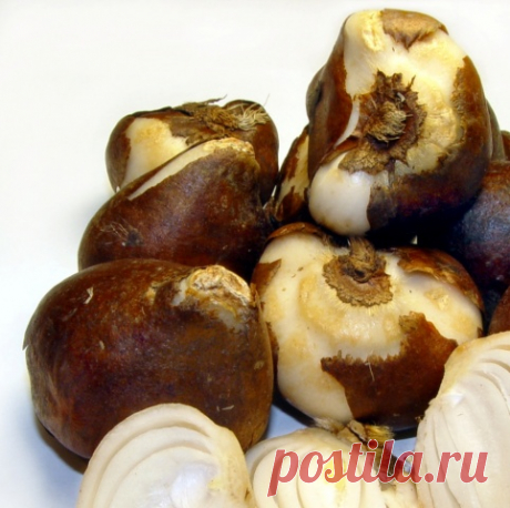 Какие луковичные цветы сажают осенью