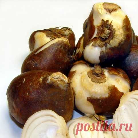 Какие луковичные цветы сажают осенью