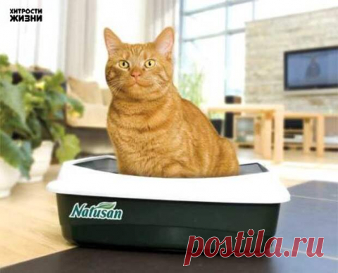 Как убрать запах от кошки
