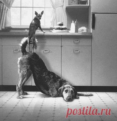 Пока хозяев нет дома