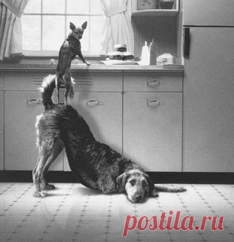 Пока хозяев нет дома