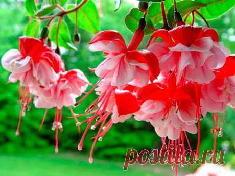 Комнатное растение Фуксия (Fuchsia). Этот небольшой род растений получил свое название в честь немецкого врача и ботаника Л.Фукса (1501-1566). Из-за неприхотливости и простоты размножения фуксия издавна была любимым комнатным растением. Родина этого вечнозеленого кустарникового растения - Центральная и Южная Америка. Там фуксия дает вкусные душистые ягоды. Цветы у фуксии очень интересной формы: с четырехлопастным, отходящим кверху отгибом, висят на тонких цветоножках.