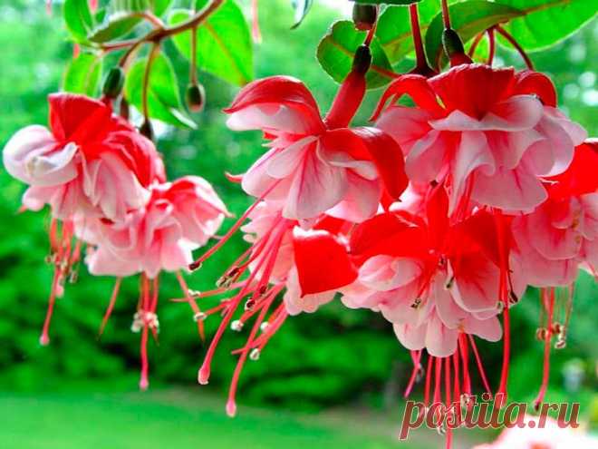 Комнатное растение Фуксия (Fuchsia). Этот небольшой род растений получил свое название в честь немецкого врача и ботаника Л.Фукса (1501-1566). Из-за неприхотливости и простоты размножения фуксия издавна была любимым комнатным растением. Родина этого вечнозеленого кустарникового растения - Центральная и Южная Америка. Там фуксия дает вкусные душистые ягоды. Цветы у фуксии очень интересной формы: с четырехлопастным, отходящим кверху отгибом, висят на тонких цветоножках.