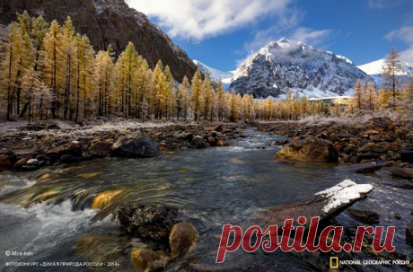 Лучшие фотографии дикой природы России