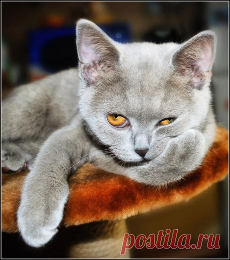 животные красивые фото картинки - 141 тыс. картинок. Поиск@Mail.Ru