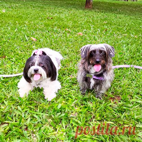 O Que Se Passa na Cabeça de um Cachorro?