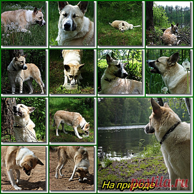 Когда-то давно старик открыл своему внуку одну жизненную истину: — В каждом человеке идет борьба, очень похожая на борьбу двух волков. Один волк представляет зло: зависть, ревность, сожаление, эгоизм, ложь. Другой волк представляет добро: мир, любовь, надежду, истину, доброту и верность. Внук, тронутый до глубины души словами деда, задумался, а потом спросил: — А какой волк в конце побеждает? Старик улыбнулся и ответил: — Всегда побеждает тот волк, которого ты кормишь.