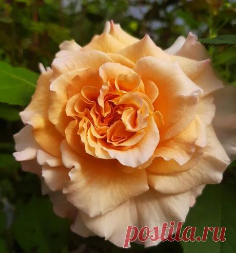 @rozinazp Instagram posts, stories and followers - Gramho.com