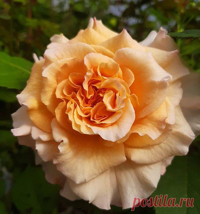 @rozinazp Instagram posts, stories and followers - Gramho.com