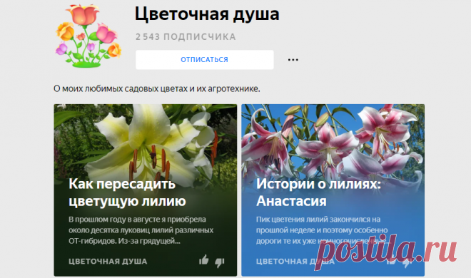 Цветочная душа | Яндекс Дзен
