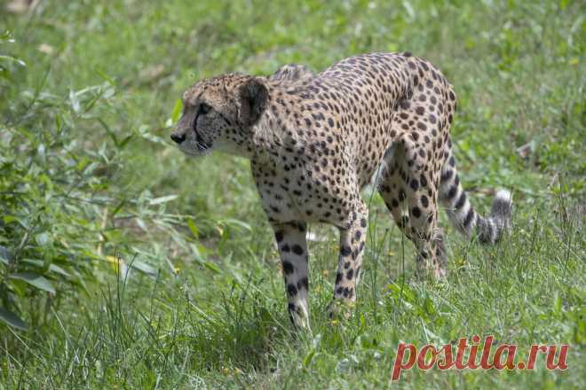 Cheetah Jachtluipaard, Gepard of Cheeta (Acinonyx jubatus) Zoo Parc Overloon, The Netherlands Conservation status: Vulnerable