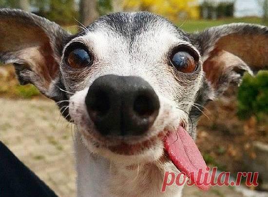 15-летняя беззубая левретка Заппа — это чудо!