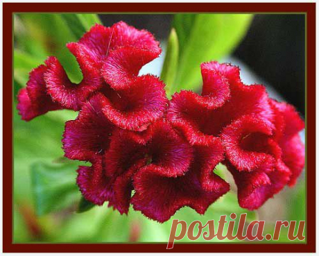 целозия фото цветов: 3 тыс изображений найдено в Яндекс.Картинках