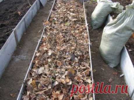 10 идей, что делать с опавшими осенью листьями