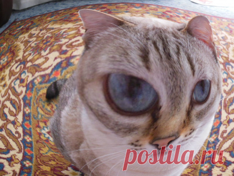 Ого-гоооо!!!