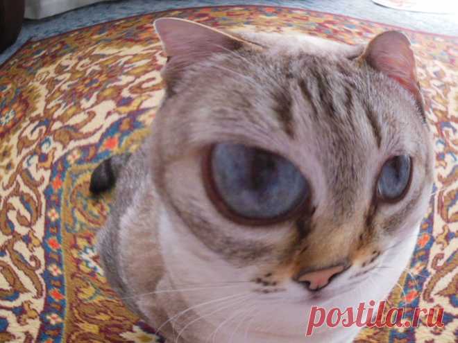 Ого-гоооо!!!