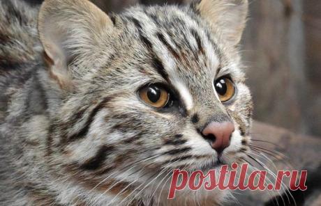 Амурский (дальневосточный) лесной кот: описание, много фото