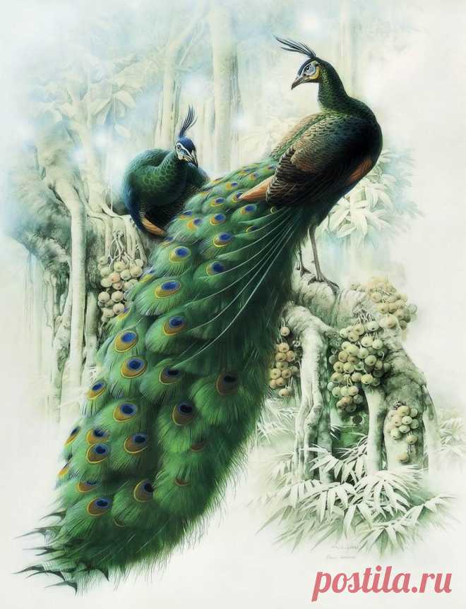 Птицы дивные от Zeng Xiao Lian