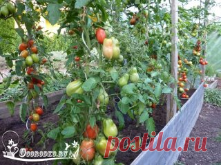 (15) Одноклассники