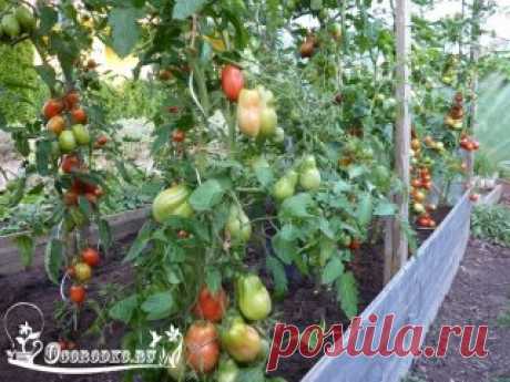 (15) Одноклассники