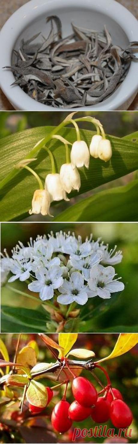 Лечебные травы