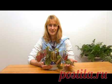 Маранта трехцветная. Посадка и уход. - YouTube