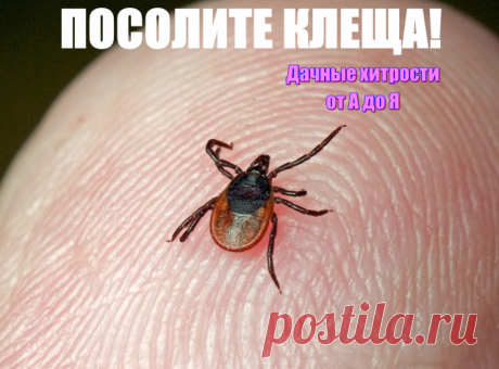 ПОСОЛИТЕ КЛЕЩА!  

 К каким только ухищрениям мы не прибегаем, чтобы избавиться от клеща, впившегося в тело! Кто-то смазывает место, где присосался непрошеный гость, подсолнечным маслом, кое-кто вывинчивает его тельце пинцетом или ниткой. Кто-то советует смазать место укуса вместе с самим клещом керосином или ацетоном, чего, кстати, делать категорически нельзя: специалисты считают, что от этих средств клещ только "угорит", и тогда придется удалять его уже хирургическим пут...