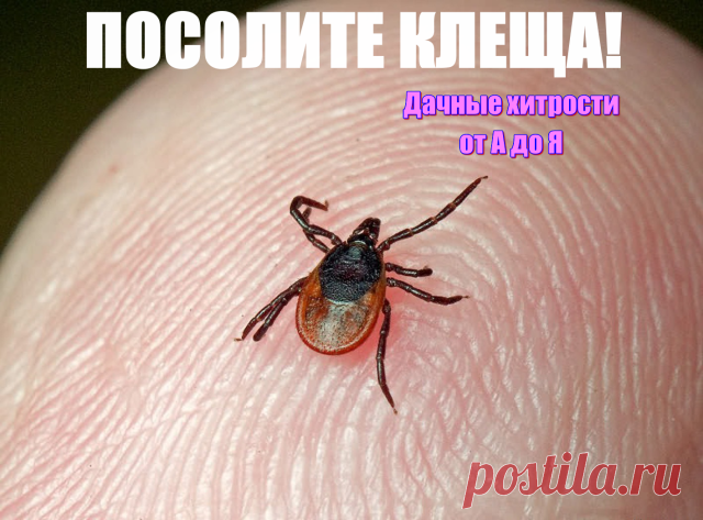 ПОСОЛИТЕ КЛЕЩА!  

 К каким только ухищрениям мы не прибегаем, чтобы избавиться от клеща, впившегося в тело! Кто-то смазывает место, где присосался непрошеный гость, подсолнечным маслом, кое-кто вывинчивает его тельце пинцетом или ниткой. Кто-то советует смазать место укуса вместе с самим клещом керосином или ацетоном, чего, кстати, делать категорически нельзя: специалисты считают, что от этих средств клещ только 