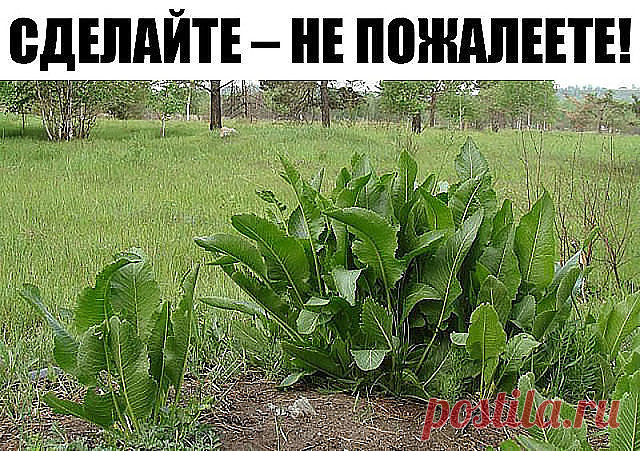 Хрен – единственное растение, способное вытягивать соль через поры кожи. 

СДЕЛАЙТЕ – НЕ ПОЖАЛЕЕТЕ! 
Избавиться от всей соли, которая накопилась в организме и может привести к солевым болезненным отложениям, помогут листья хрена.. 

Напоминаю проверенный и безотказный рецепт. 

Возьмите свежие крупные листья хрена – 2 шт. Перед сном окуните их с двух сторон кипяток и сразу положите на спину, захватывая шею. Обвяжите тканью. Возможно легкое жжение, но боли нет. 

Утром осто...
