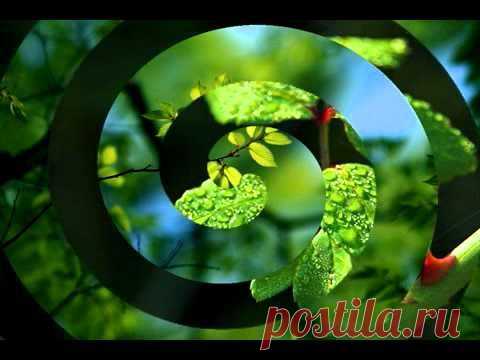 Всё красивое: Пение птиц