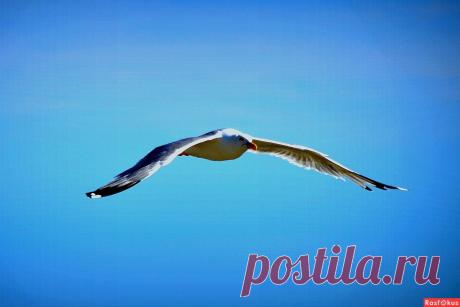 Фото: Полёт. Николай Попов. Фото животных - Фото и фотограф на Расфокусе.