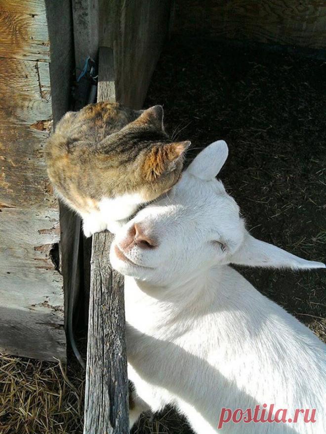 25 прекрасных примеров дружбы между животными