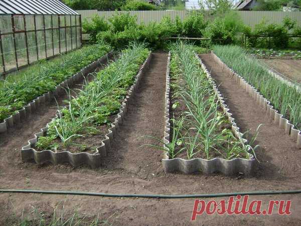 Прогрессивное огородничество: как сделать узкие грядки на даче и собирать богатые урожаи? | Наша Дача | Яндекс Дзен