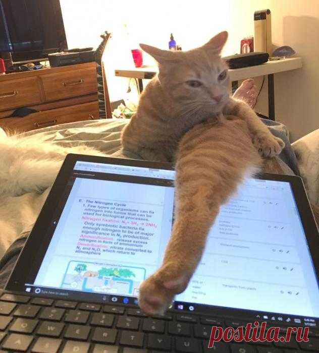 Как ещё намекнуть хозяину, чтоб он поиграл со мной!