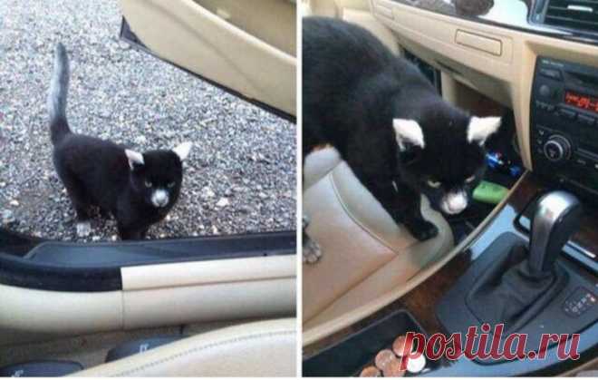 Эти забавные животные / Питомцы